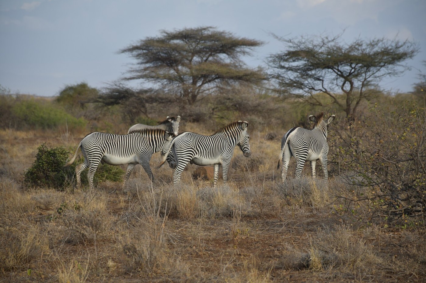 Beyond the Big Five: The Wildlife Nobody Puts on the Poster