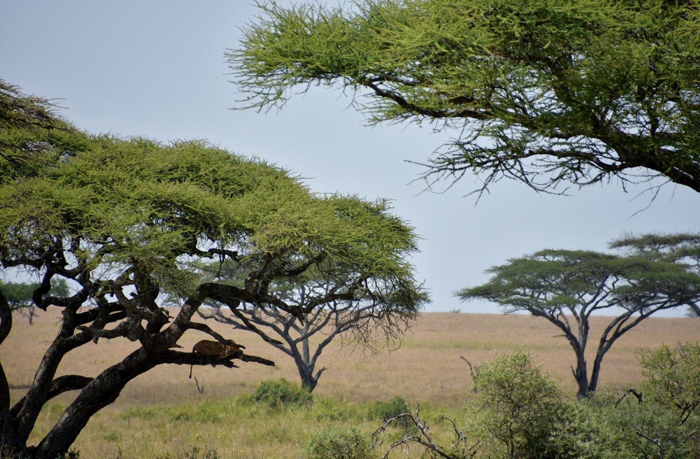 Tanzania Safaris