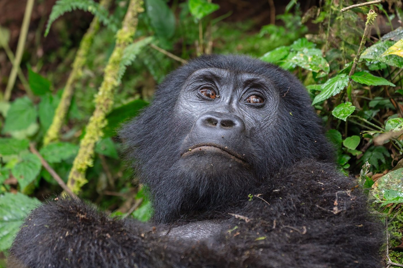 Bwindi Impenetrable Forest