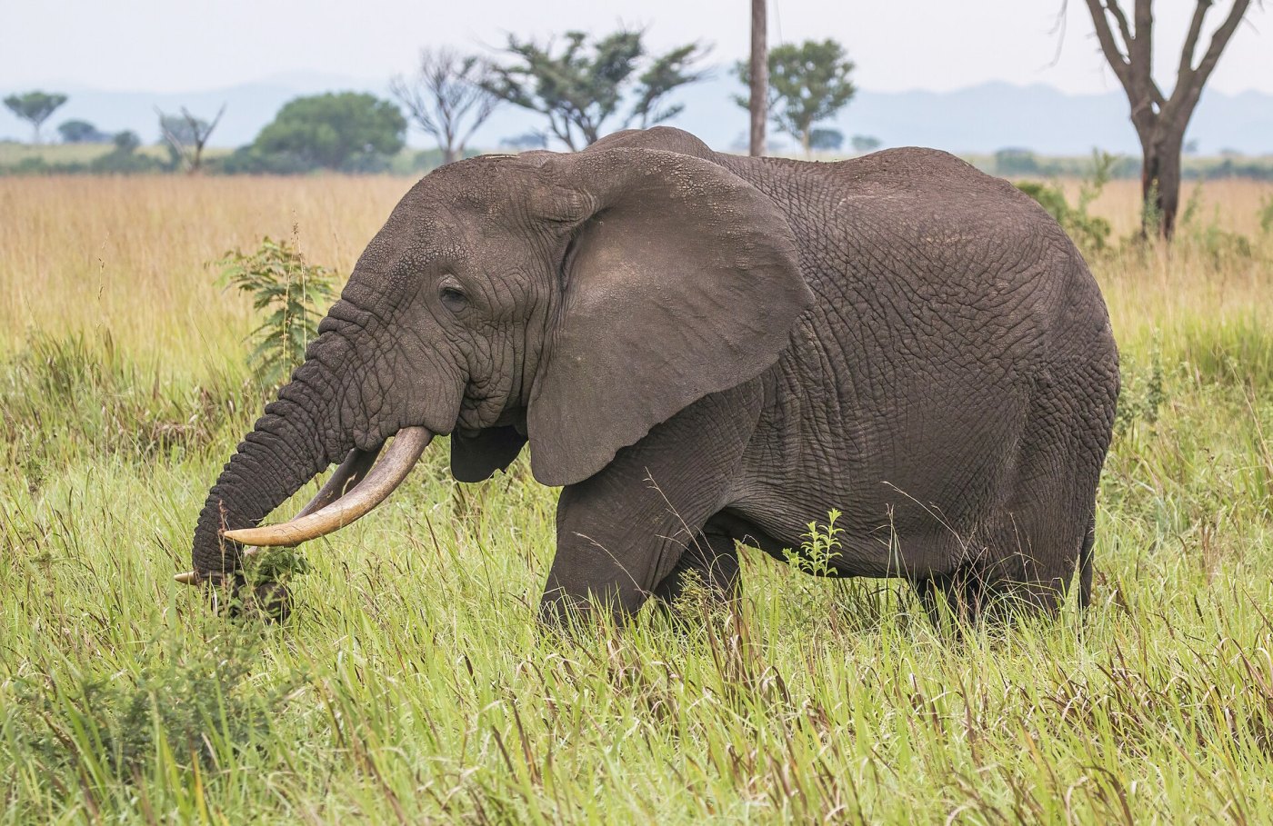 East Africa Unbound