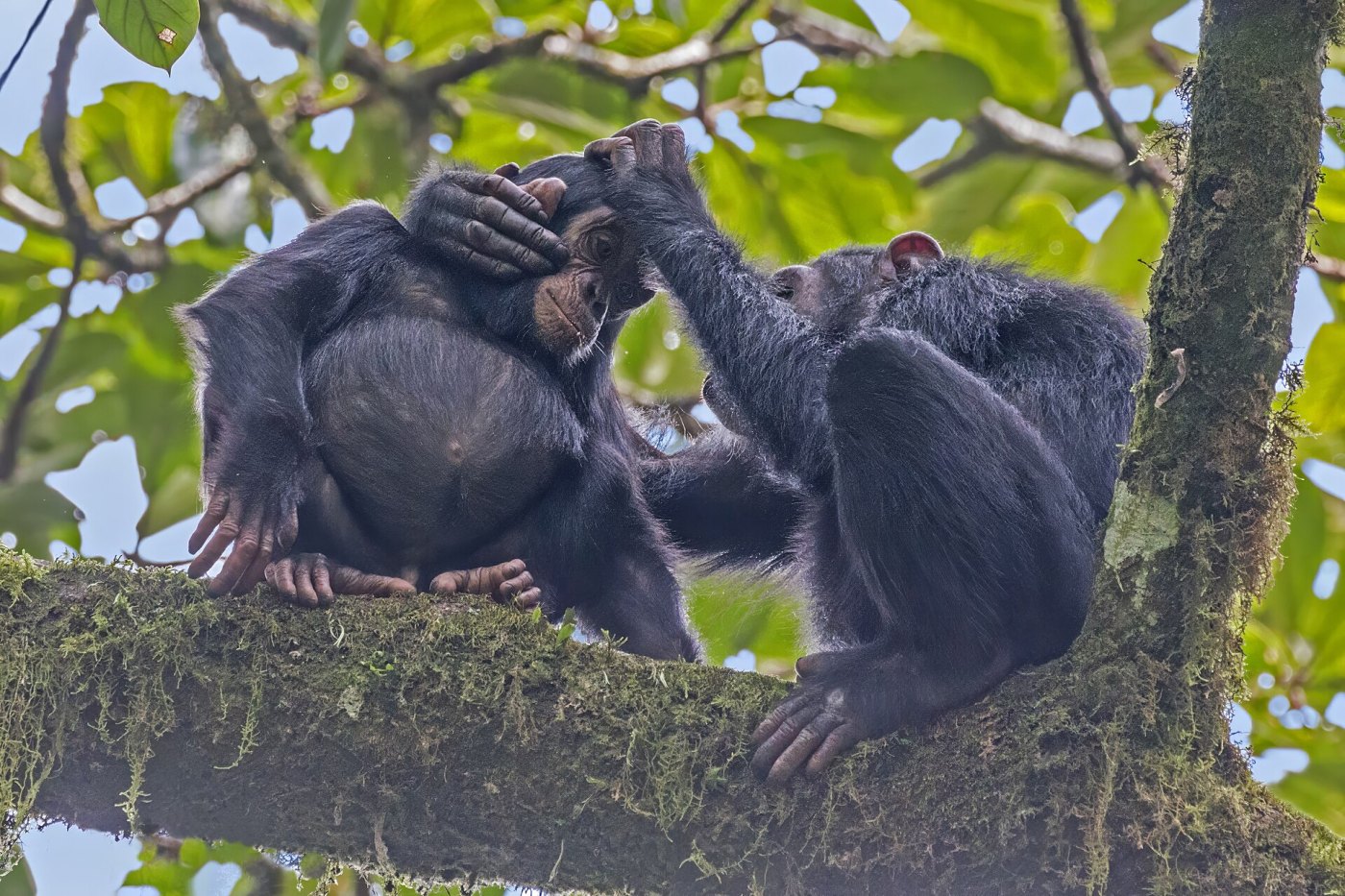Peaks, Plains & Primates
