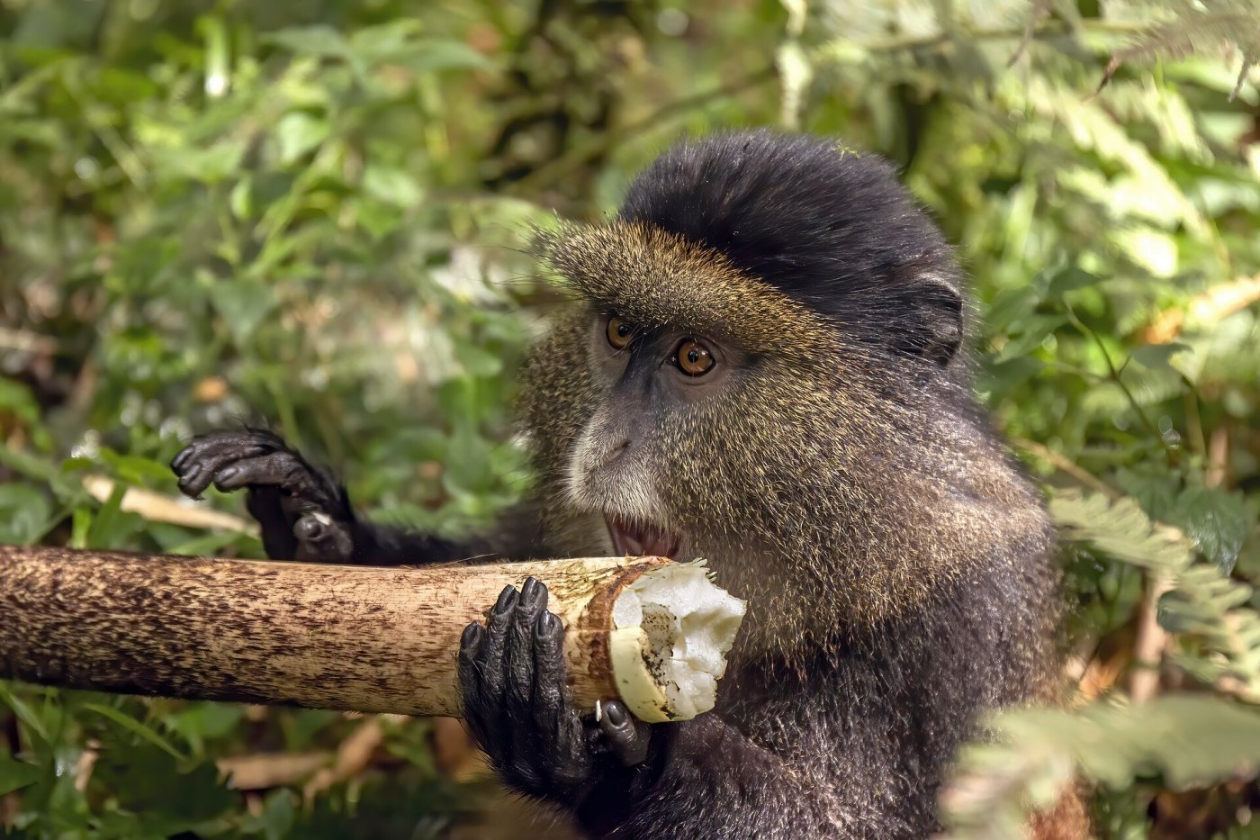 Rwanda Gorillas & Golden Monkeys